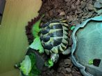 Spur Thighed : Young Male approx 4 years old (Juan)